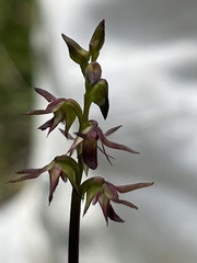 Genoplesium filiforme