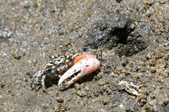 Austruca occidentalis