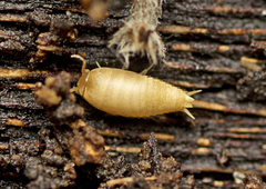 Atelurinae