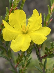 Hibbertia puberula