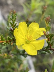 Hibbertia puberula