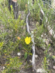 Hibbertia puberula