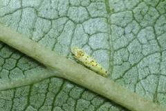 Limassolla multipunctata