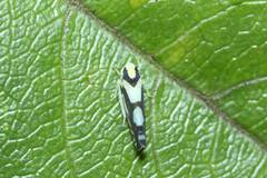 Aguriahana triangularis