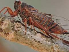 Palapsalta circumdata