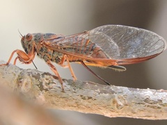 Palapsalta circumdata