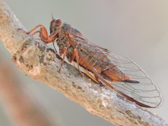 Palapsalta circumdata