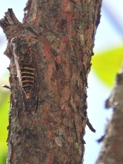 Palapsalta circumdata