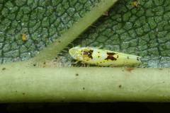 Limassolla multipunctata