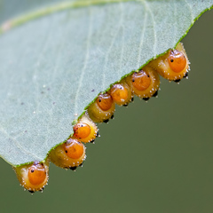 Lophyrotoma interrupta