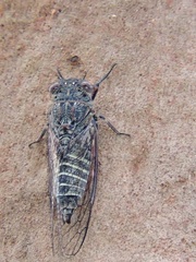 Atrapsalta fuscata