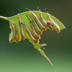 Lophyrotoma interrupta