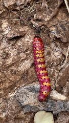 Macrocossus toluminus