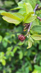 Dermacentor rhinocerinus