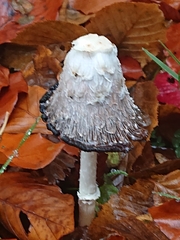 Coprinus comatus