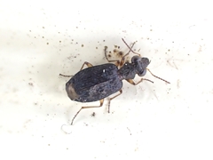 Scopodes