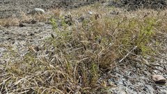 Chloris pilosa