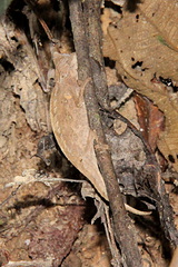 Brookesia superciliaris