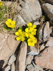 Ranunculus sericophyllus