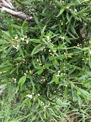 Alyxia tisserantii