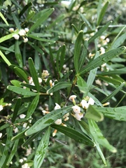 Alyxia tisserantii