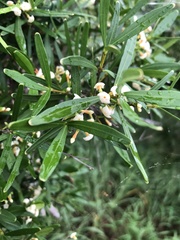 Alyxia tisserantii