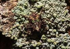 Stephanopis carcinoides