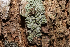 Stephanopis carcinoides