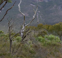 Banksia attenuata