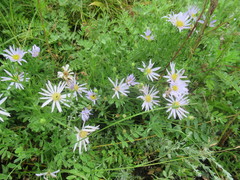Aster altaicus