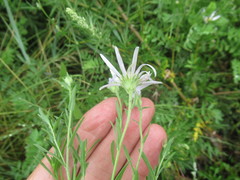 Aster altaicus