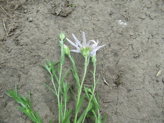 Aster altaicus