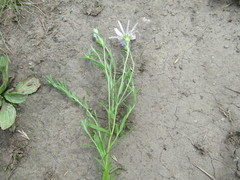 Aster altaicus