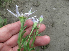 Aster altaicus