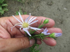 Aster altaicus