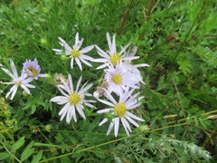 Aster altaicus