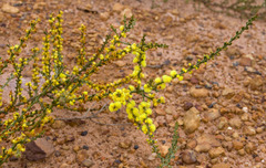 Acacia chrysocephala