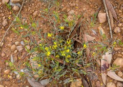 Hibbertia subvaginata