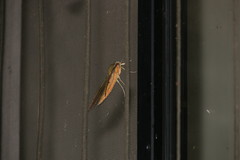 Xylophanes crotonis