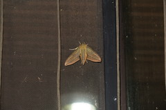 Xylophanes crotonis