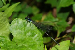 Coeliccia flavicauda