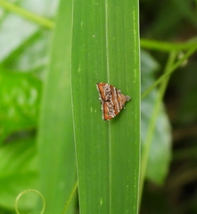 Choreutis periploca
