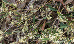 Hakea varia