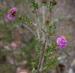 Kunzea recurva