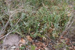 Banksia pellaeifolia