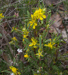 Hibbertia subvaginata