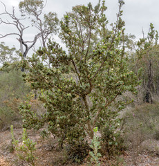 Banksia obovata