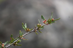 Cercocarpus ledifolius intermontanus