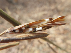 Indigofera bungeana