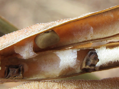 Indigofera bungeana